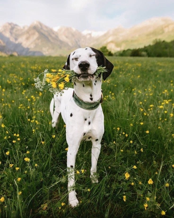 Dalmatian