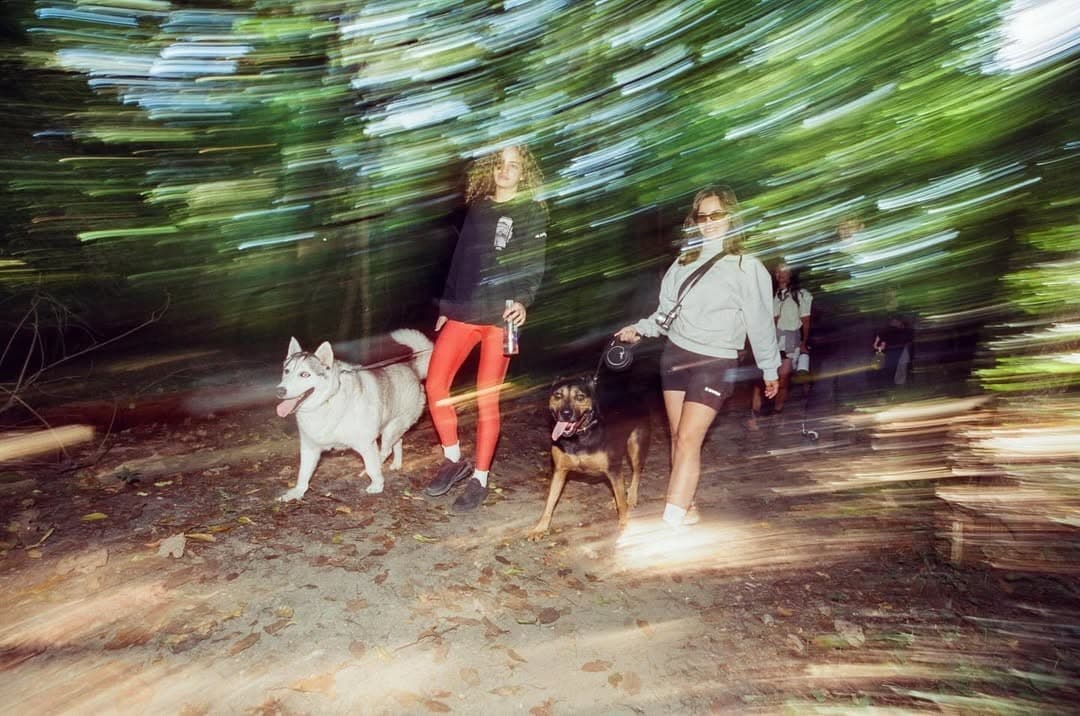 Happy dogs hiking in nature