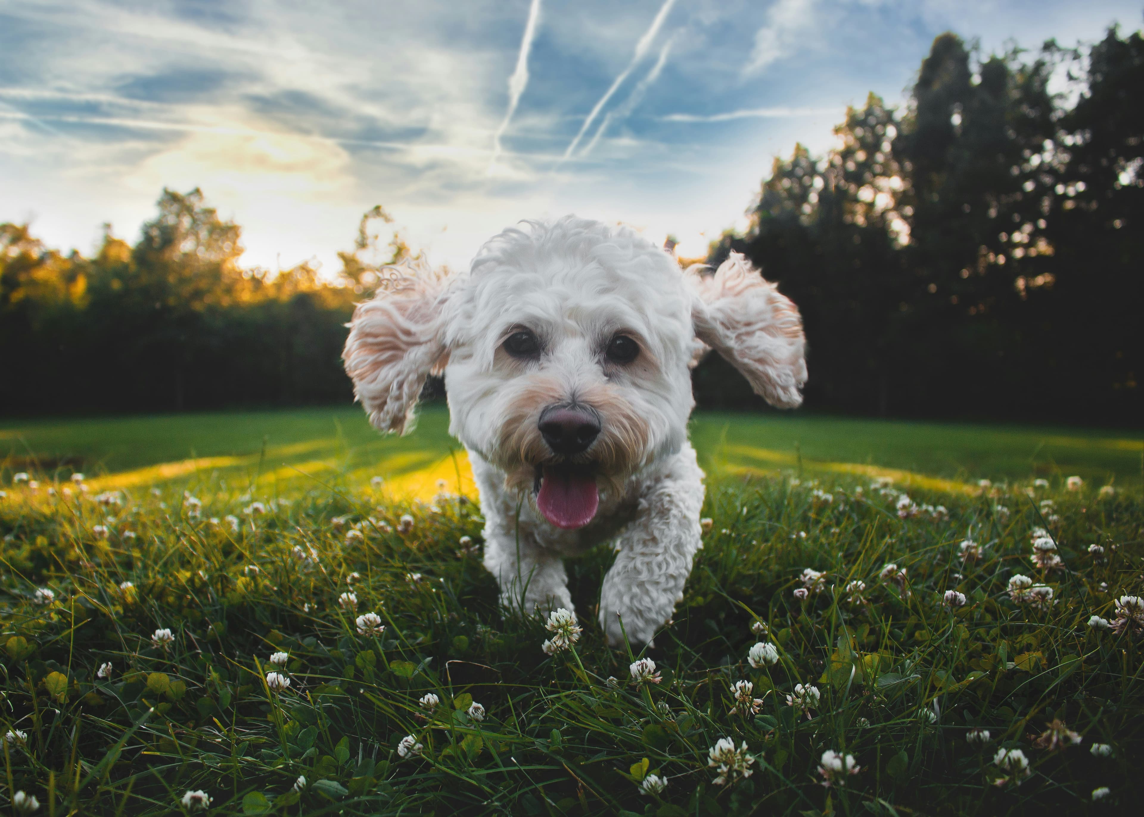 Happy dogs hiking in nature